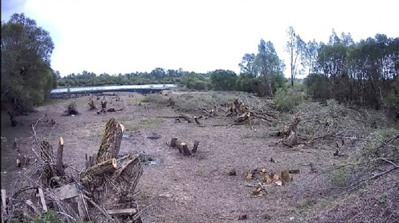 срубленные деревья.jpg