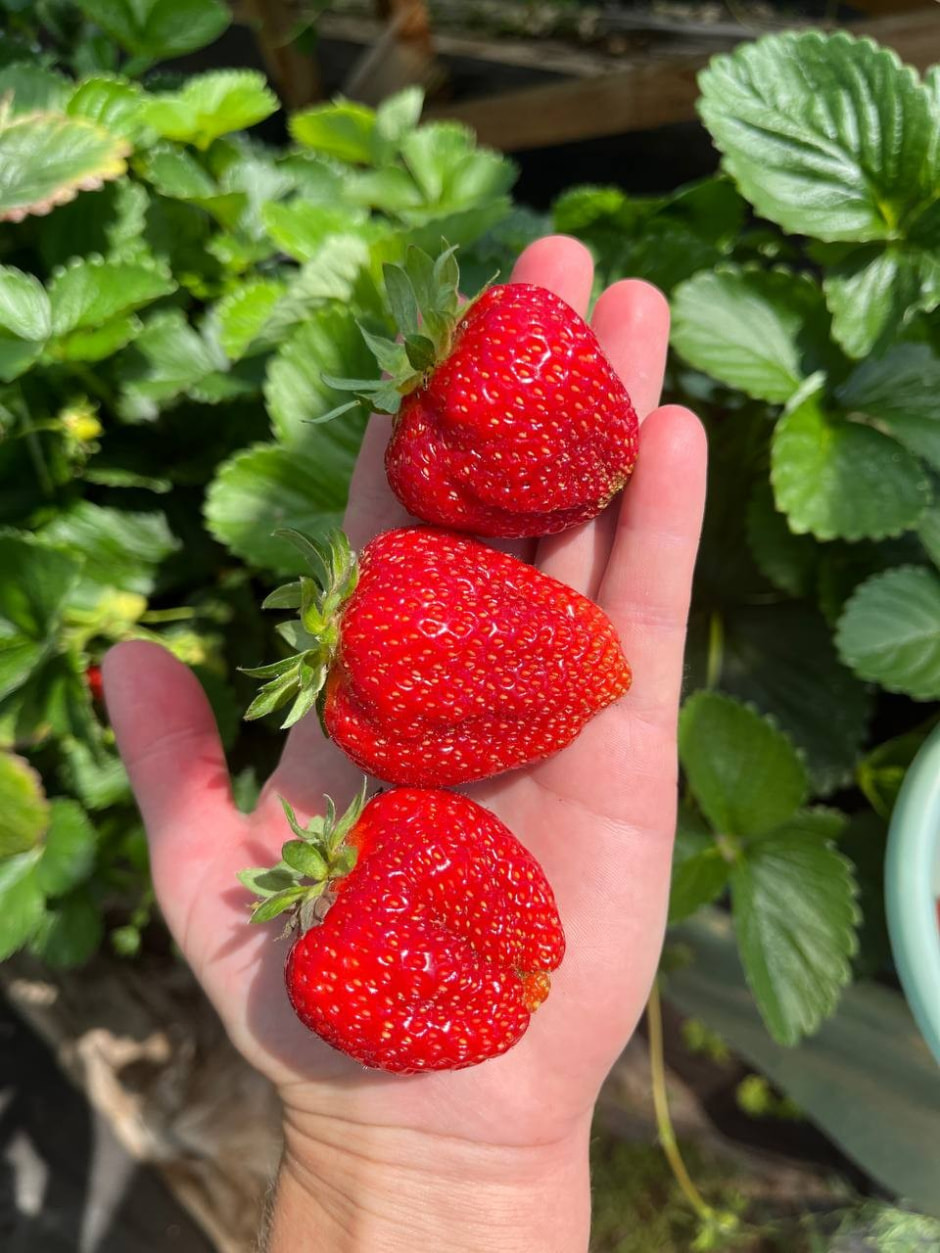 12-Ремонтантный сорт клубники Вима Рина.jpg