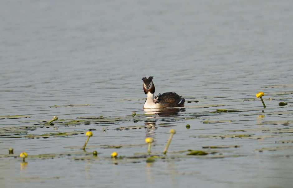 Топ-5 экотроп Минска 33_Чомга-остров.jpg