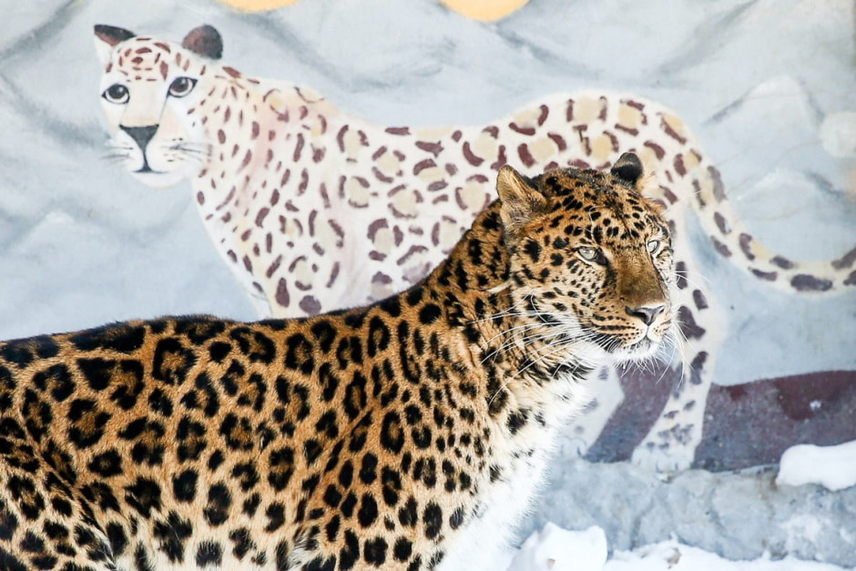 Юрий Карпилович и его зоопарк в Подгае 24.jpg