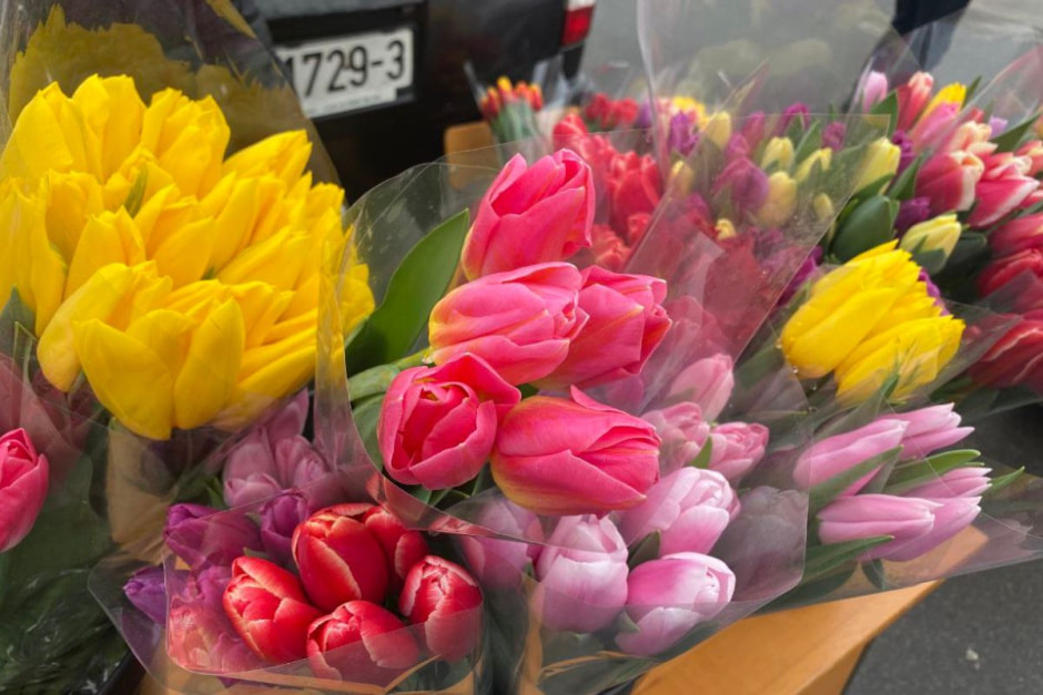 тюльпаны гомель.jpg