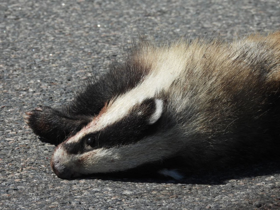 убитый барсук.jpg