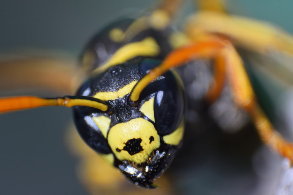 Интересное об осах 2.png