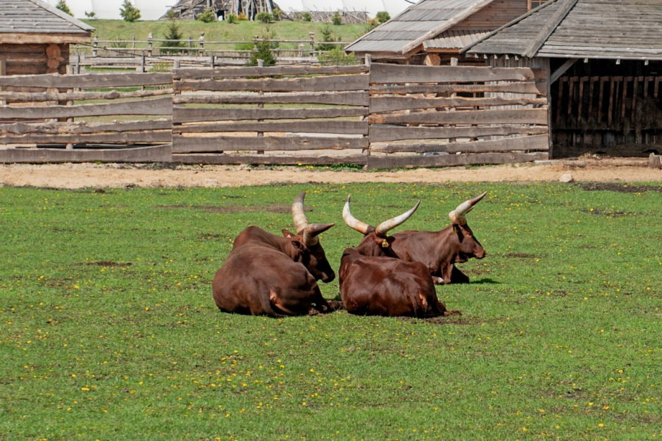 Быки ватусси 2.jpg