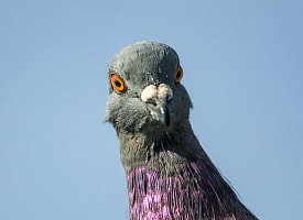 Минчанин, который калечил птиц возле ТЦ, прошел психиатрическую экспертизу. Что выяснилось?