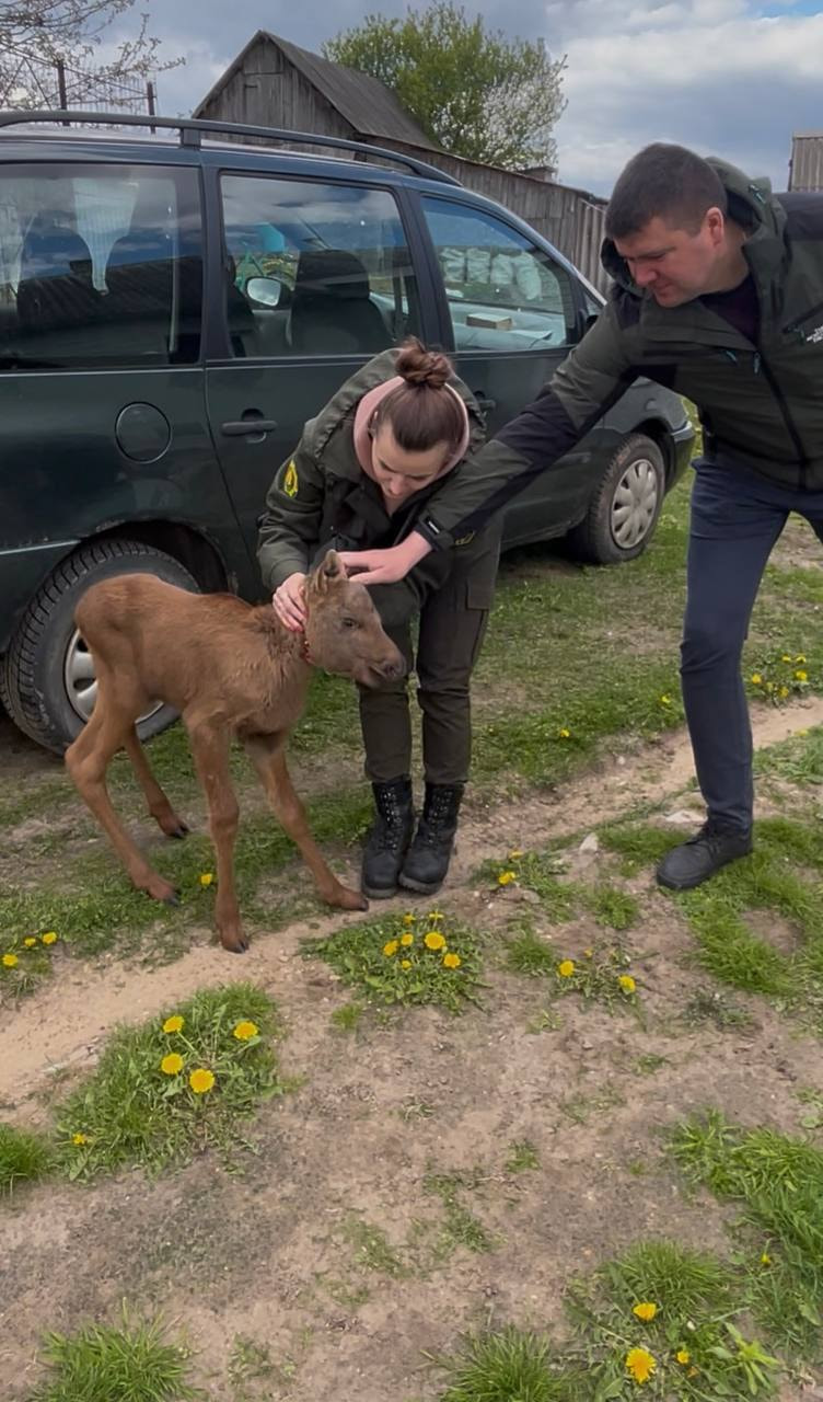 Лосенок вышел к людям.jpg