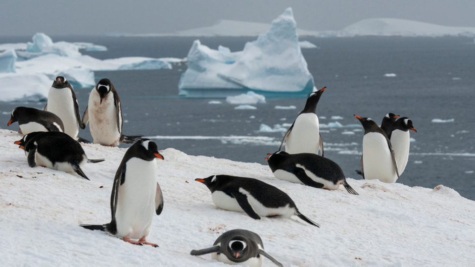 skynews-antarctica-penguins_6299825.jpg