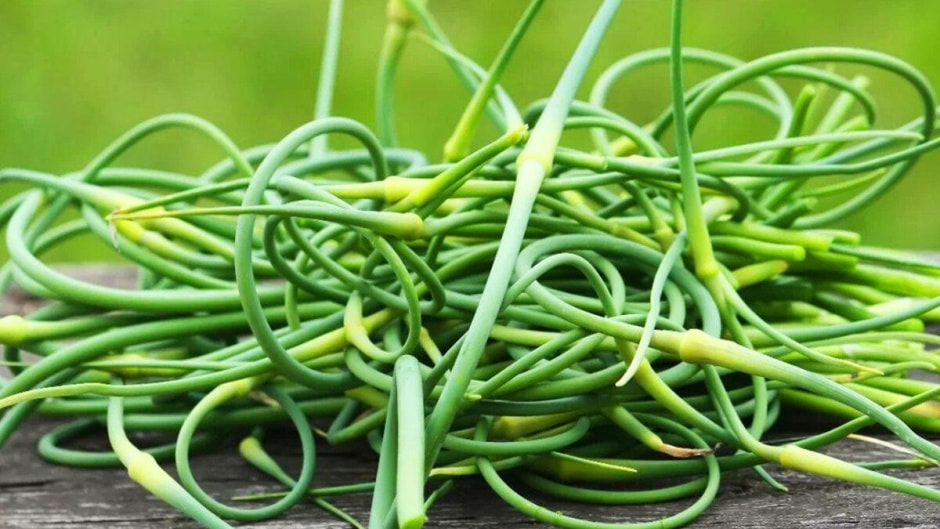 Как удалять чесночные стрелки 1.jpg