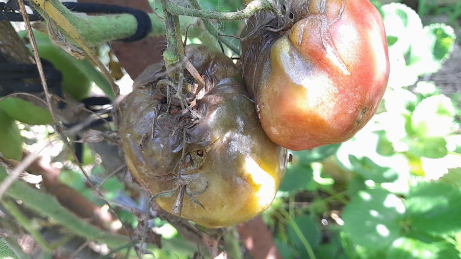 photo_2025-08-17_18-15-40 (2).jpg