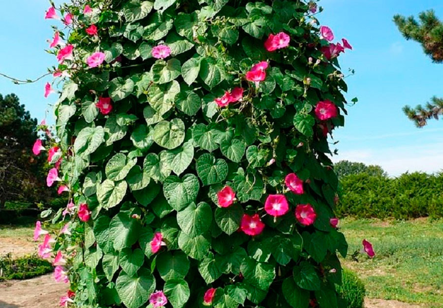 ипомея4.jpg ипомея4.jpg