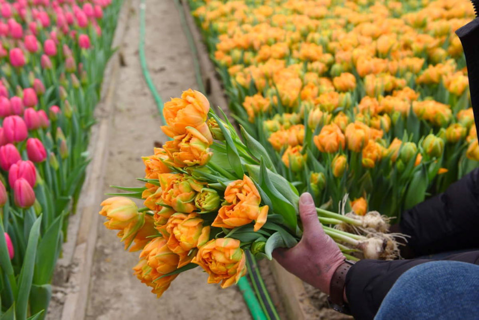 Как на Полесье выращивают тюльпаны 4.jpg