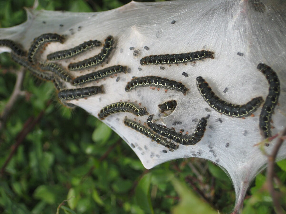 Много гусенец