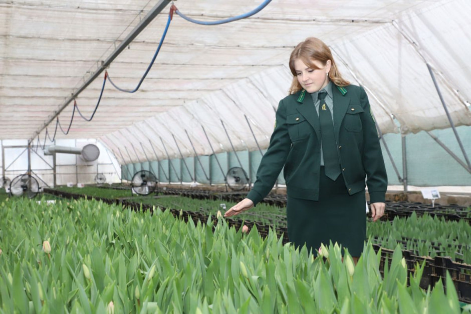 тюльпаны ивацевичи1.jpg