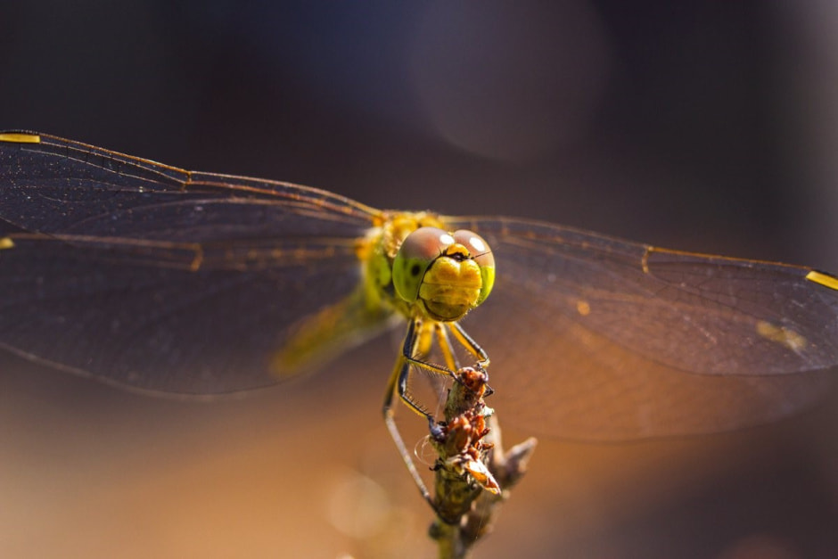 Стрекозы в Беларуси 14.jpg