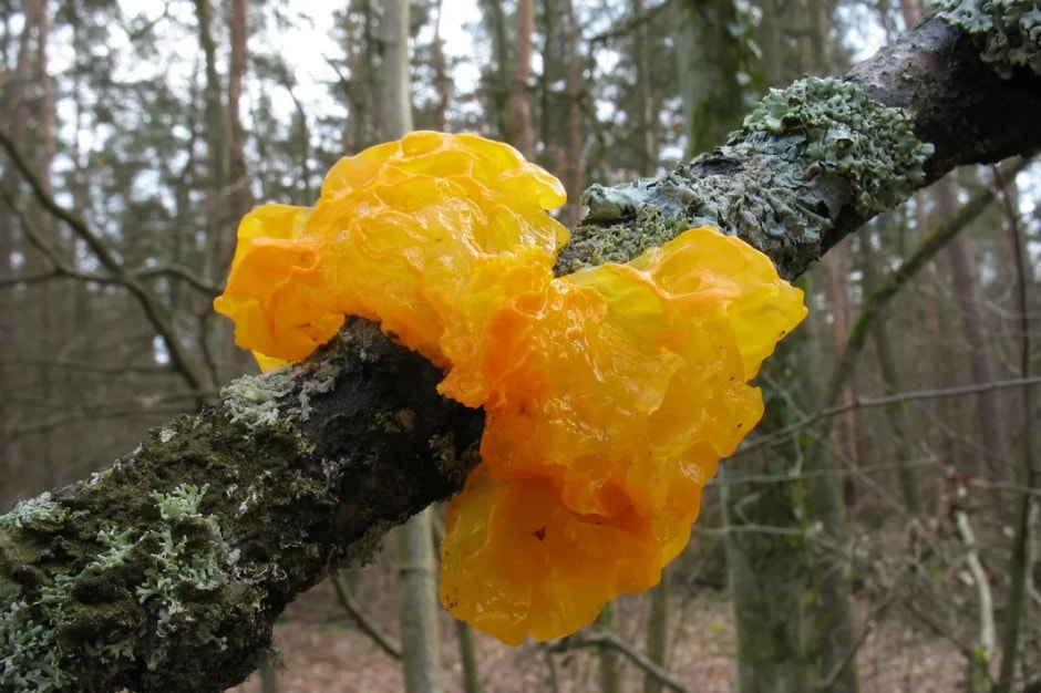 дрожалка оранжевая