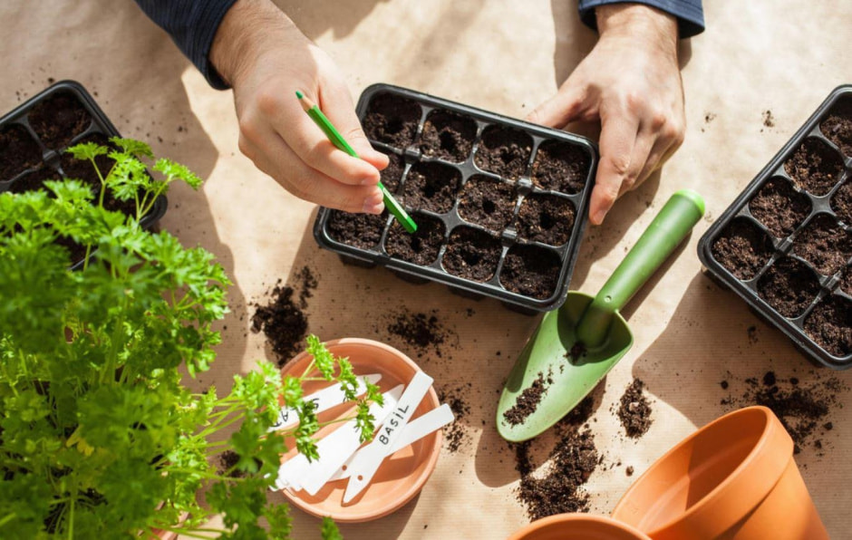 D:\!!!работа\январь\10-11\семена в янвре.JPG