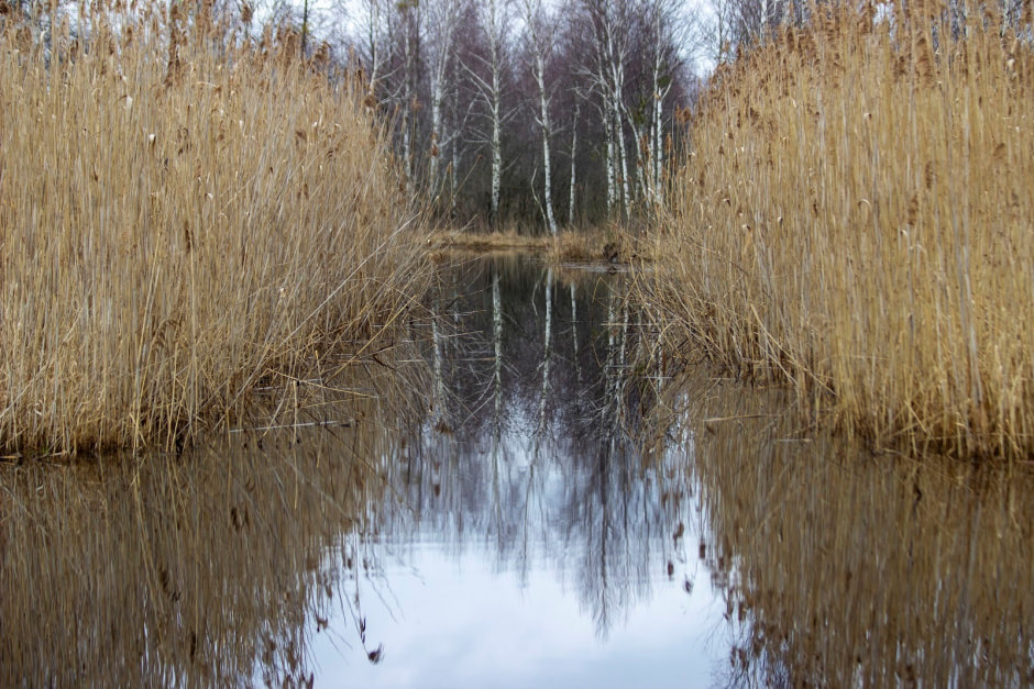Заказник Выгонощанское 2.jpg