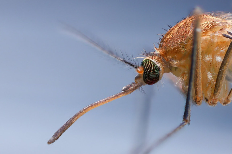 2-Комар рода Ку́лекс.jpg