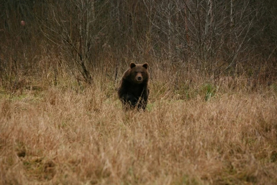 Бурый медведь 3.jpg