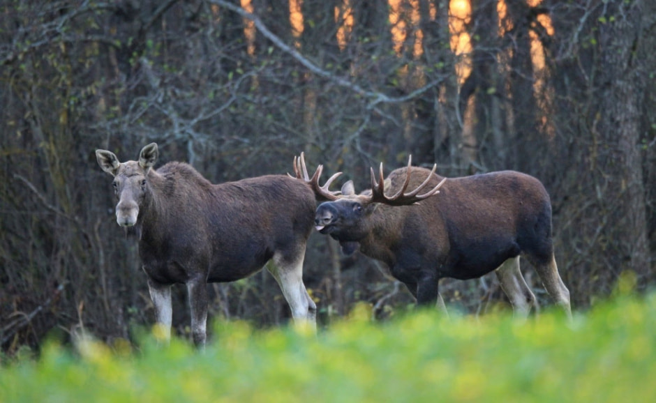 Тонкости фотоохоты от Сергея Плыткевича 8.jpg