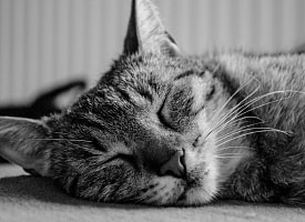 “Розовый шум” для сна может вредить: ученые советуют заменить звуковые генераторы берушами