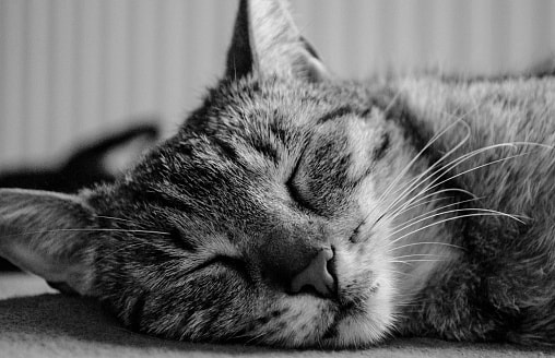 “Розовый шум” для сна может вредить: ученые советуют заменить звуковые генераторы берушами