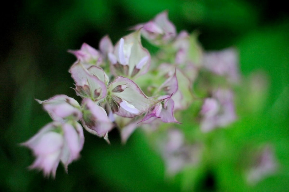 Травяные сборы в Беларуси 16.jpg