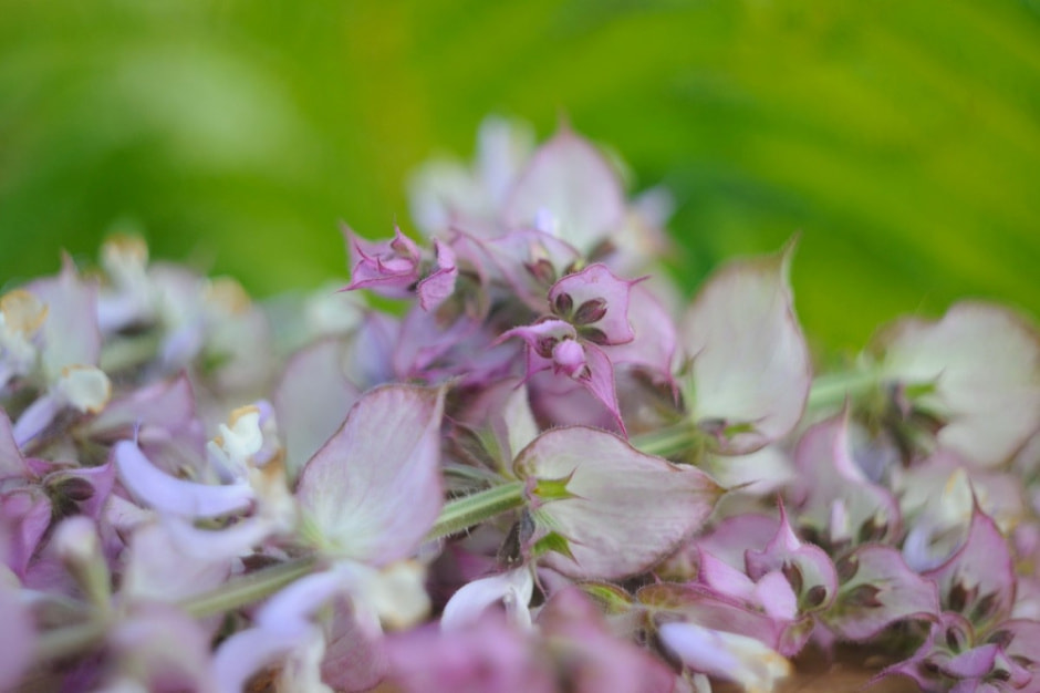 Травяные сборы в Беларуси 17.jpg