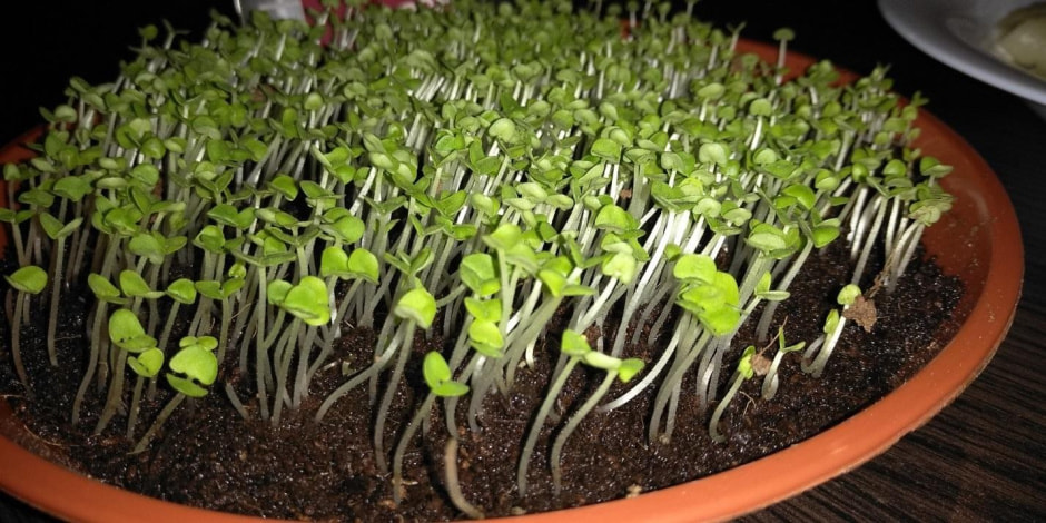 Как вырастить микрозелень 3.jpg