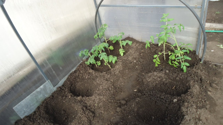 посадки_теплица7.jpg