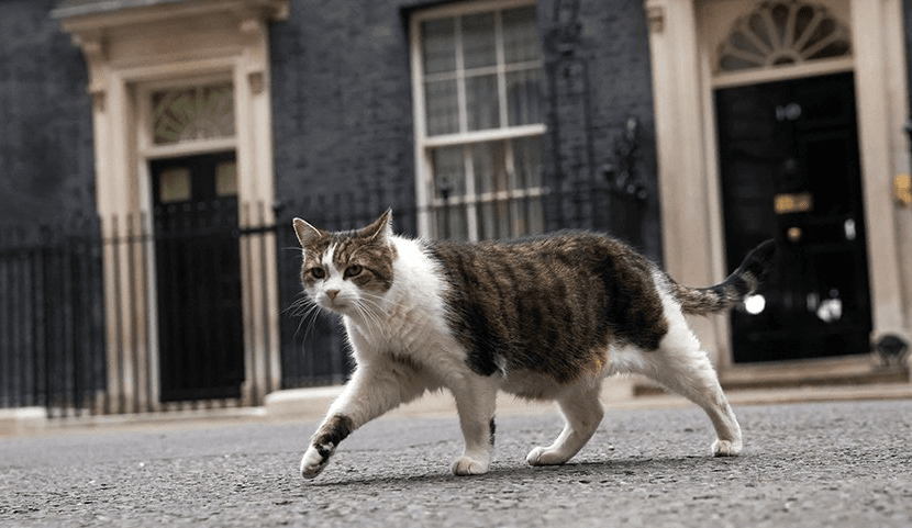 кот ларри.png