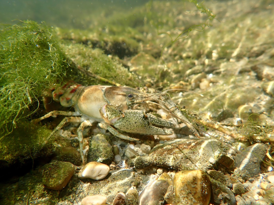 6-Американский полосатый рак.png