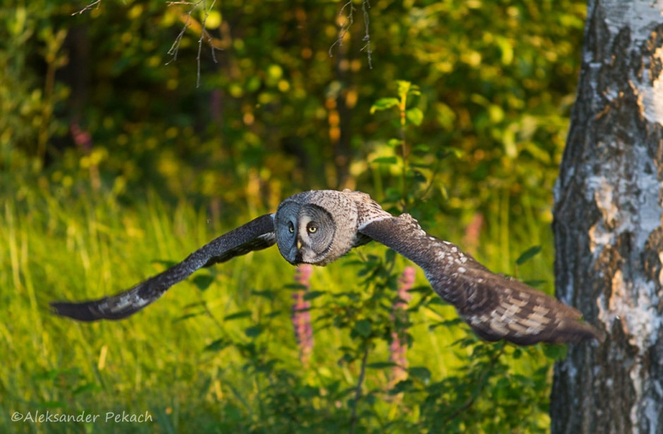 Хата на болоте 9.jpg
