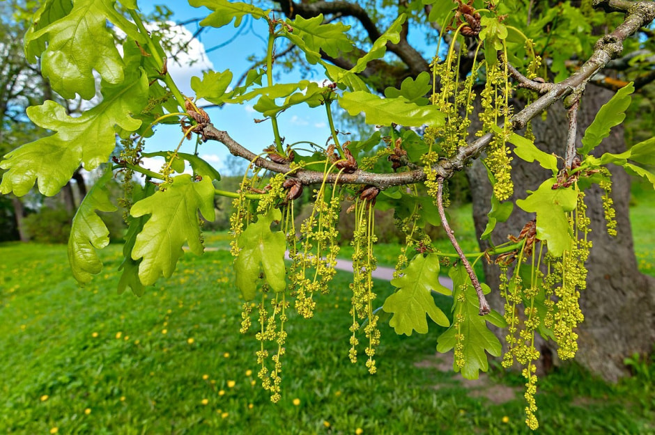 Дуб черешчатый.jpg