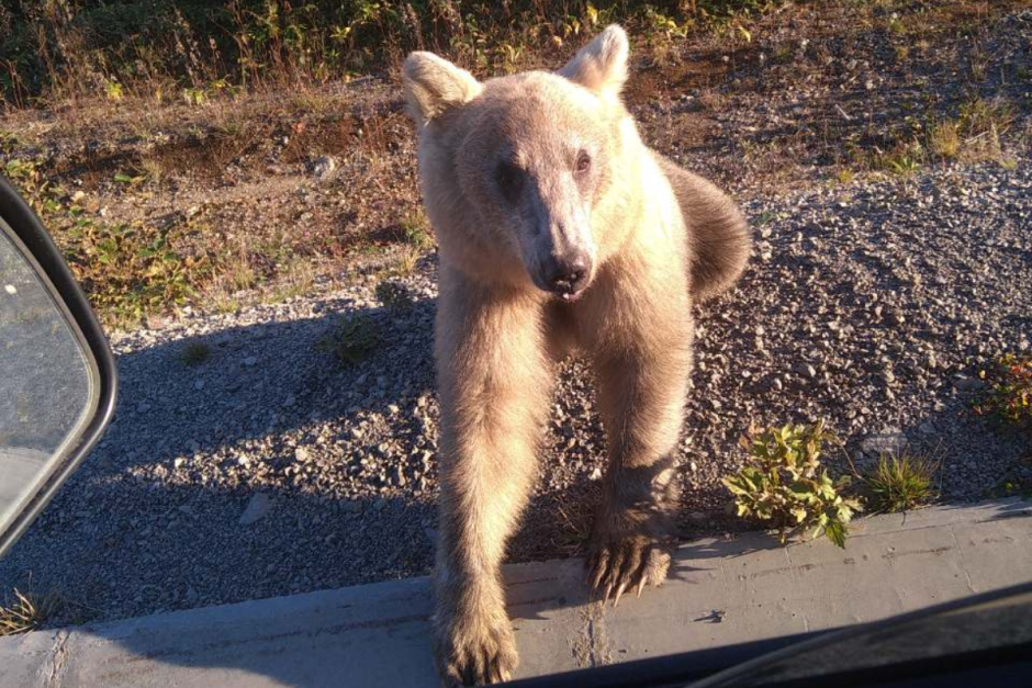 Медведи под контролем 6.png