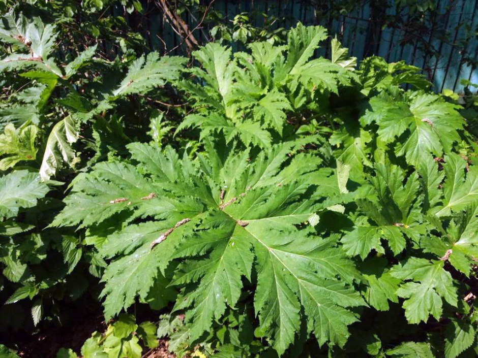 Борщевик Сосновского 5.jpg