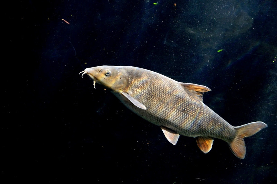 Ихтиофауна Беларуси 10_Усач обыкновенный.jpg