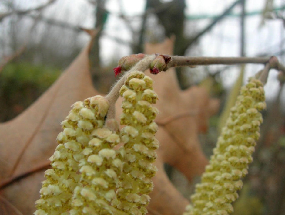 Первоцветы 2_Лещина.jpg