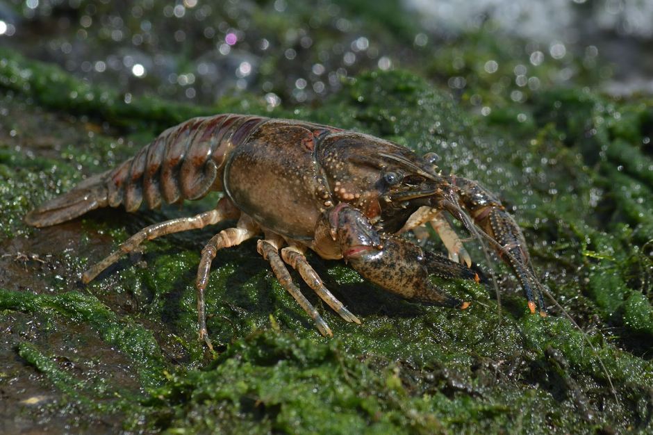 4-Американский полосатый рак несет в себе смертельную для белорусских собратьев инфекцию.png