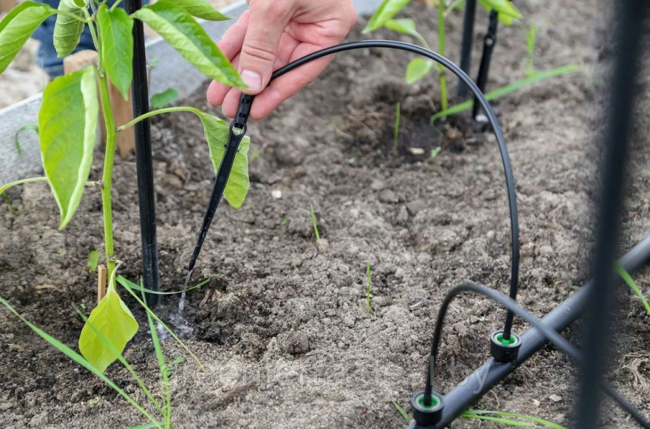 капельный полив2.jpg
