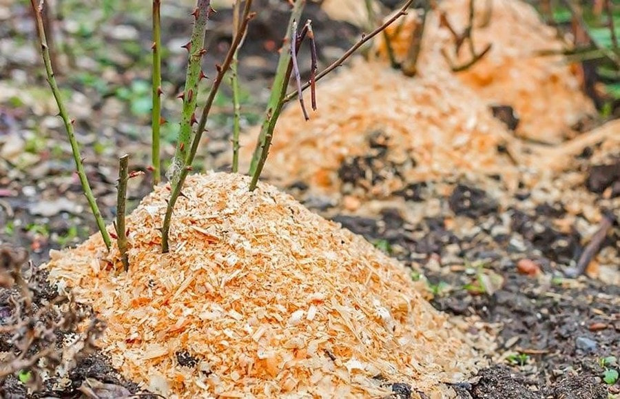 Как укрыть розы на зиму 7.jpg