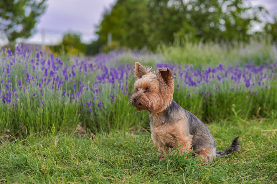Лавандовый сад в Барово 29.jpg