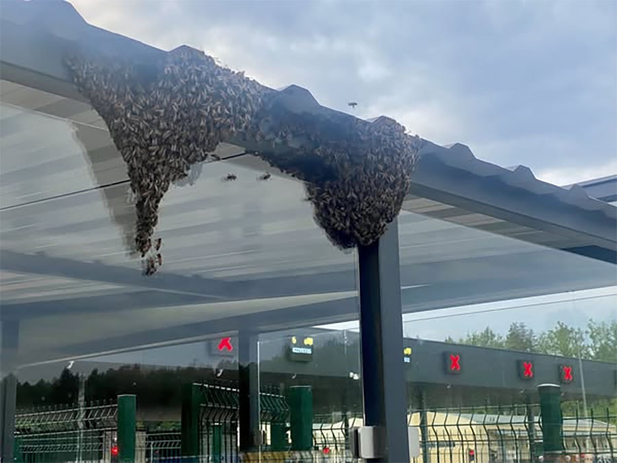 рой пчел2.jpg