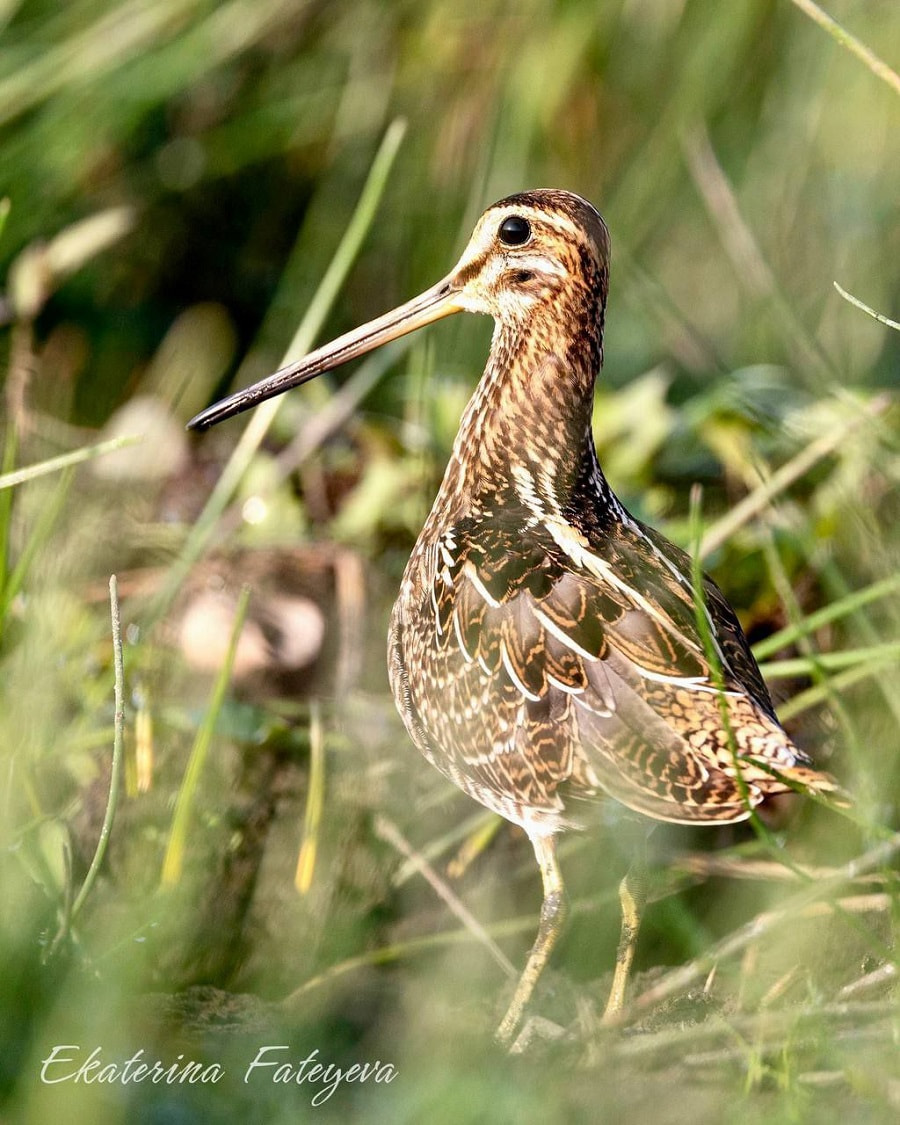 бекас.jpg