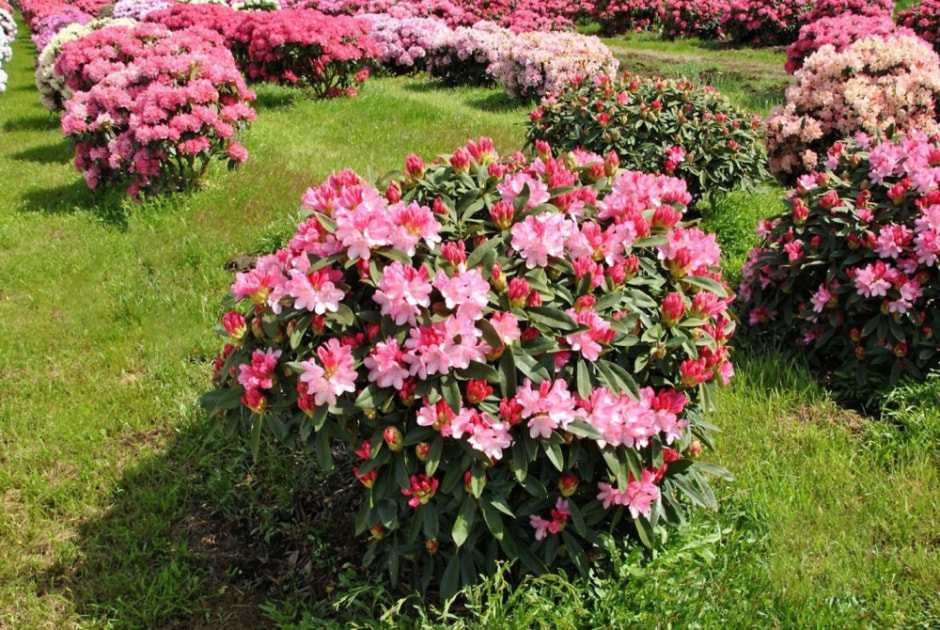 Садим рододендрон 10.jpg