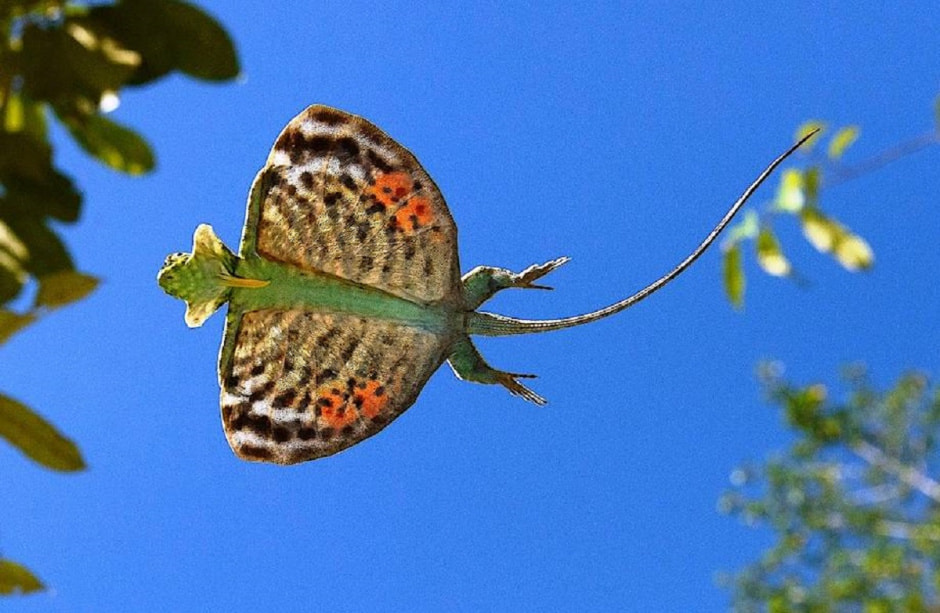 Летучий дракон travelask.jpg