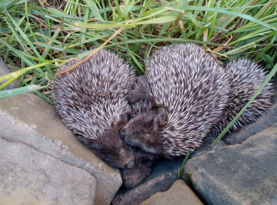 Мифы про ежей 7.jpg