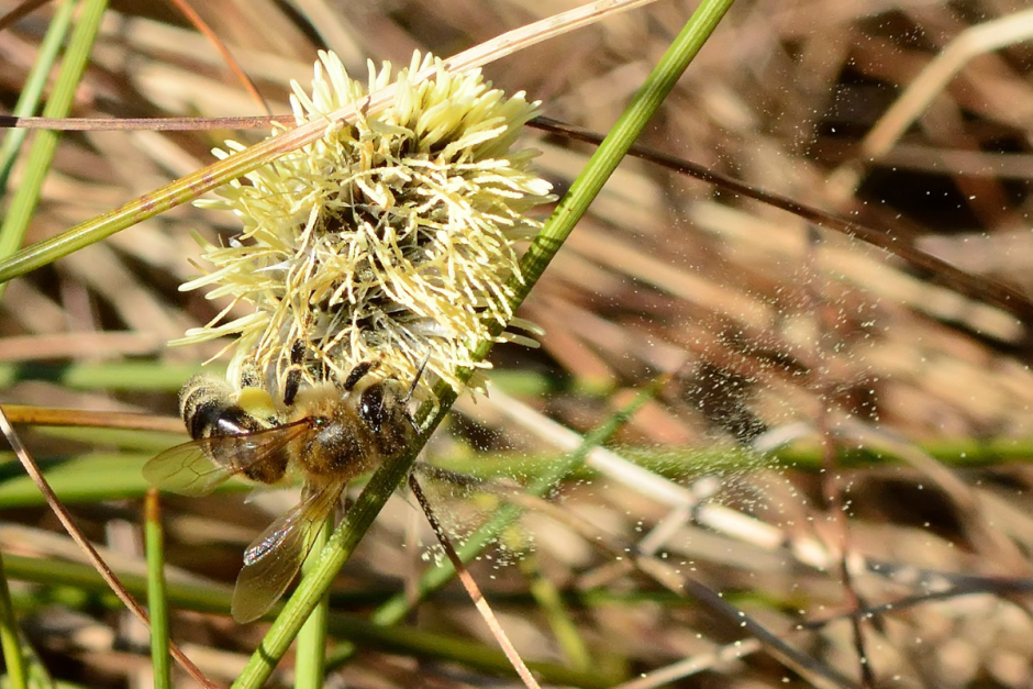 Где зимуют насекомые 11.png