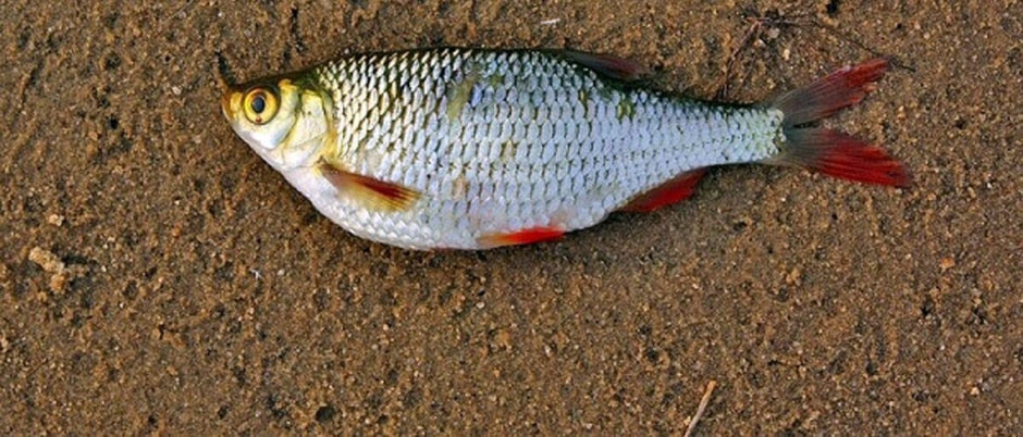 Рыбный мир Беларуси 5.jpg