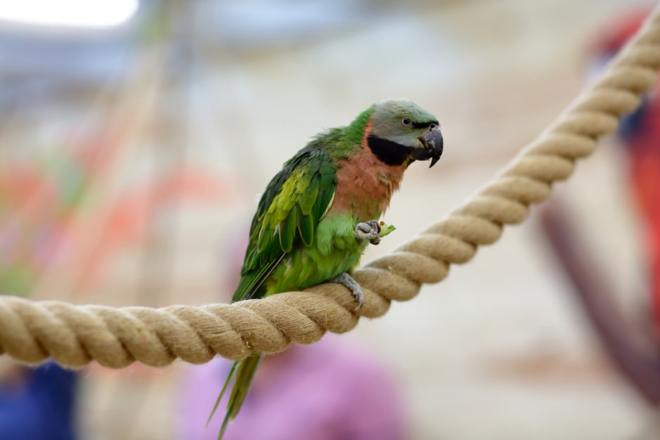 Попугайня в Витебске 22.jpg